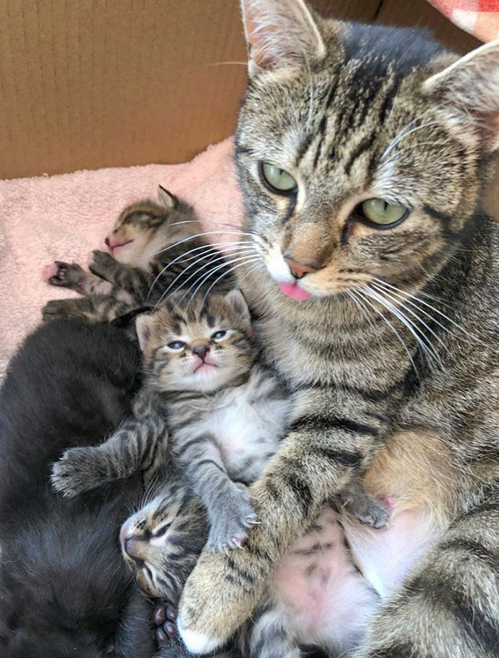 A Mother And Her Kittens