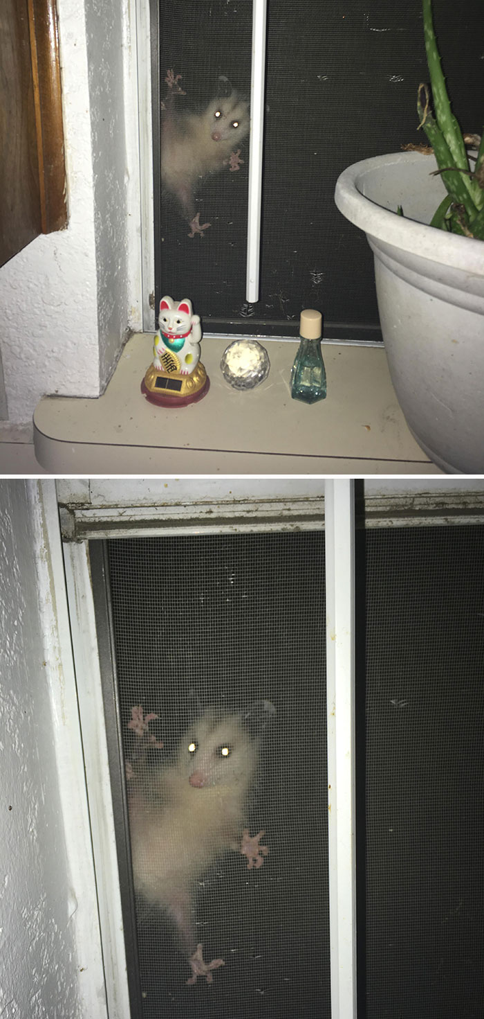 Me encontré con esta cosa rara colgando sobre el mosquitero de la ventana de la cocina a las dos de la madrugada