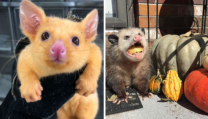 50 Times People Captured Possums And Opossums Doing Ridiculous And Adorable Things