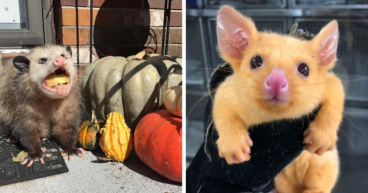 50 Times People Captured Possums And Opossums Doing Ridiculous And Adorable  Things | Bored Panda