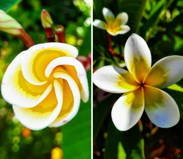 The Patterns Of Indian Jasmine Blooms