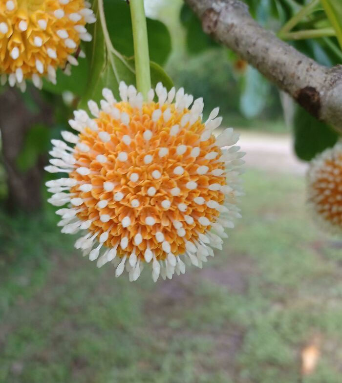 Flor australiana que parece una bola de discoteca