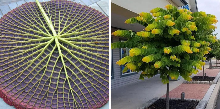 50 Visually Pleasing Examples Of Geometrical Symmetry In Nature (New Pics)