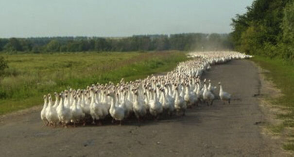 goose-army.jpg