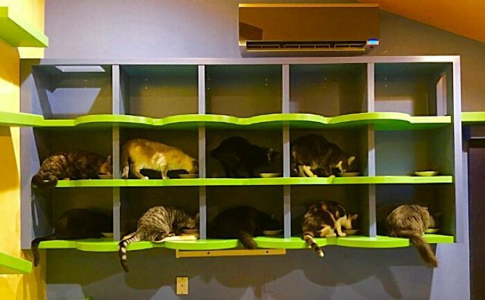 This Man Designed A Purrfect House For His 20-Plus Rescue Cats This Man Designed A Purrfect House For His 20-Plus Rescue Cats