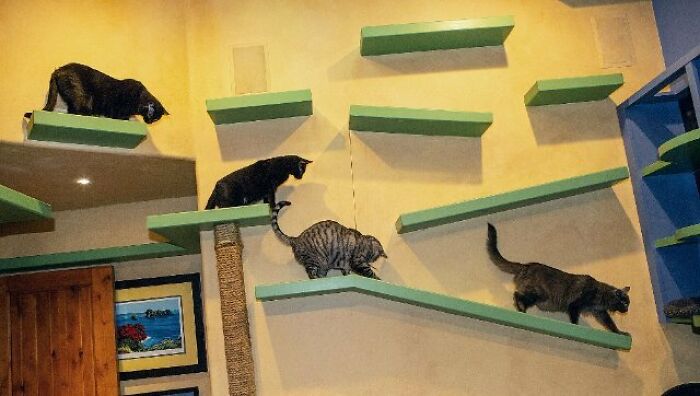 This Man Designed A Purrfect House For His 20-Plus Rescue Cats This Man Designed A Purrfect House For His 20-Plus Rescue Cats