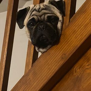 melissastrutz avatar