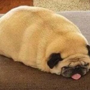 loreleiherring avatar