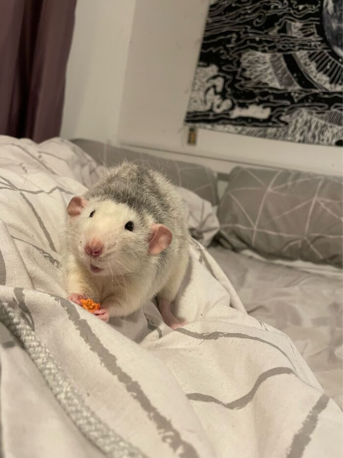 This Is Lucifer He’s One Of 5 Rats 🥰