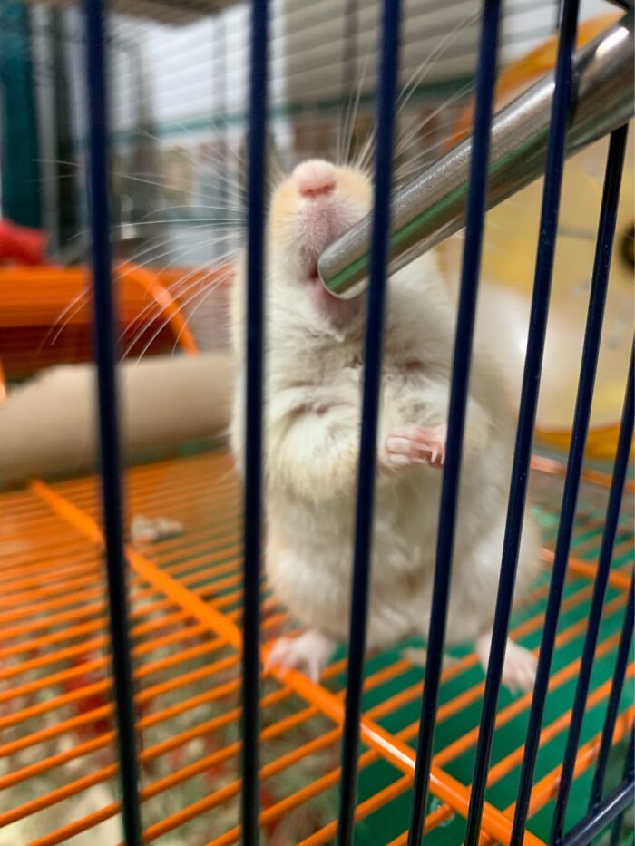 My Gerbil Drinking Water