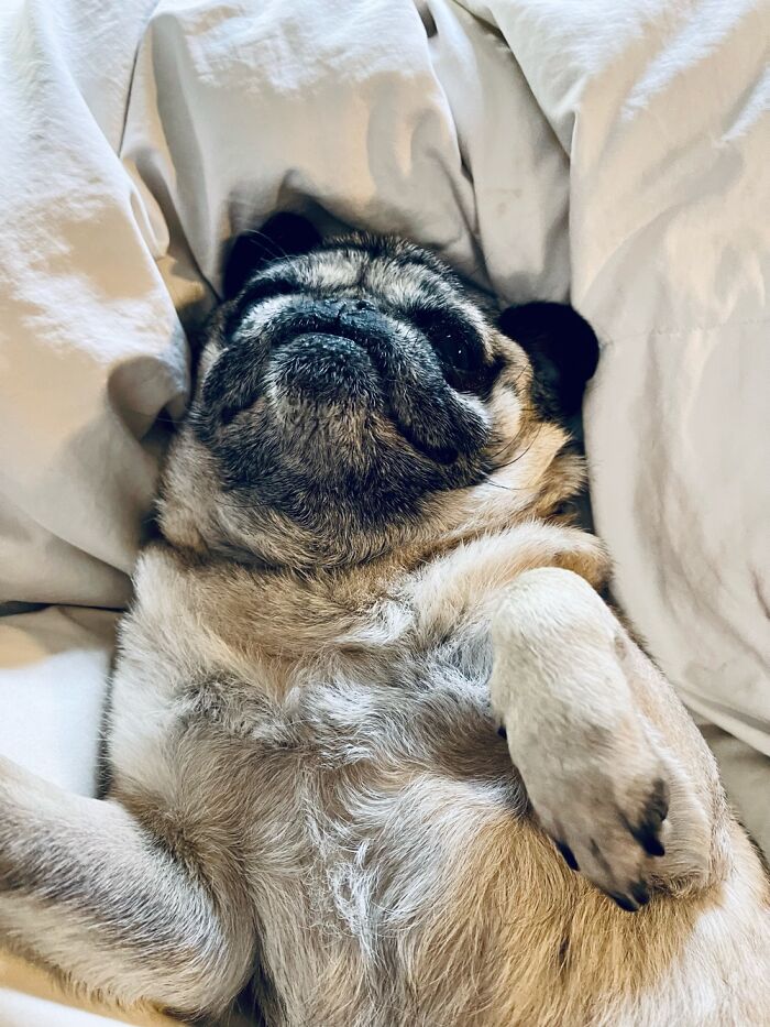 I Aspire To This Level Of Chill. Glynda The Good Pug
