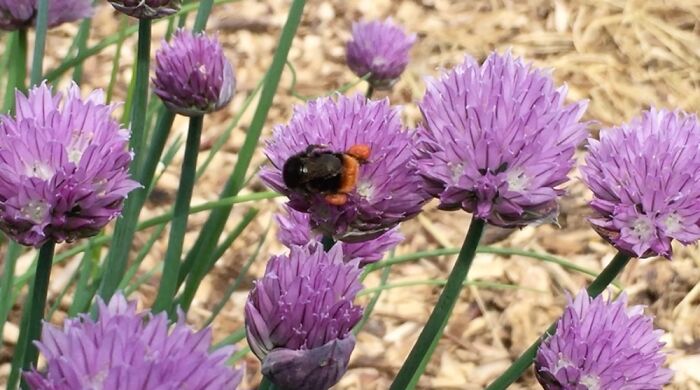 A Bee On A Chive Flower