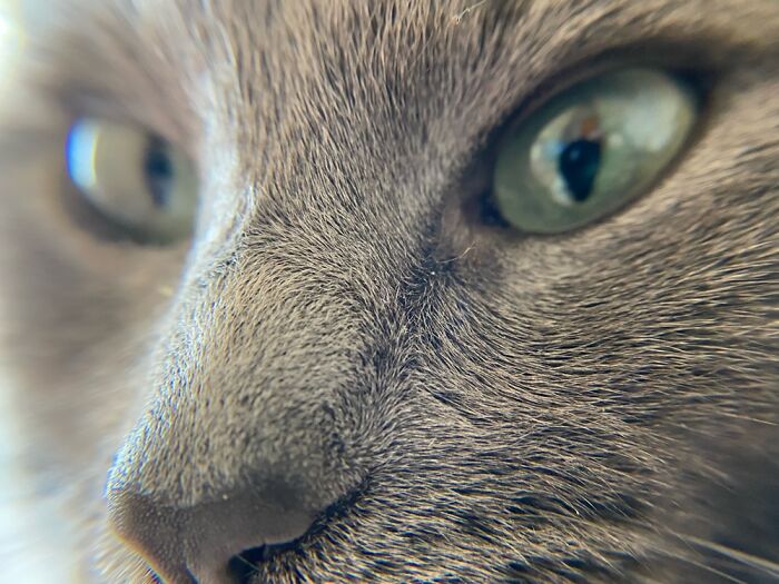 My Cat :) She Always Makes Me Smile