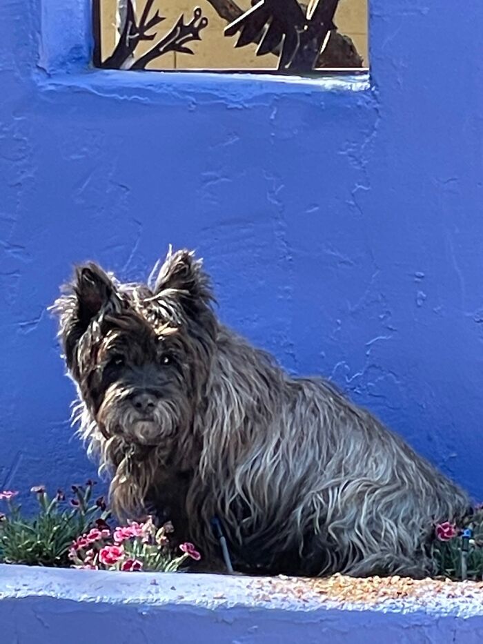 Scott The Terrior Digging Up Newly Planted Flowers Right After His Bath.