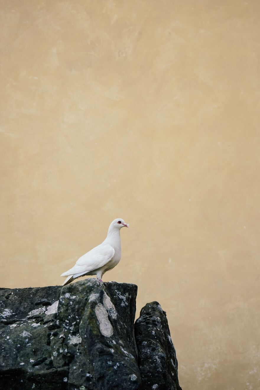 Tuscan Bird