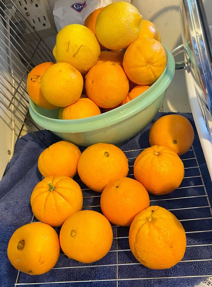 Oranges And Lemons I Harvested From My Friend’s Trees In Her Backyard