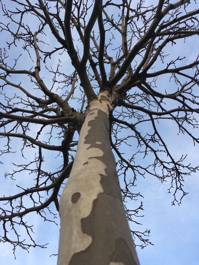Just A Tree