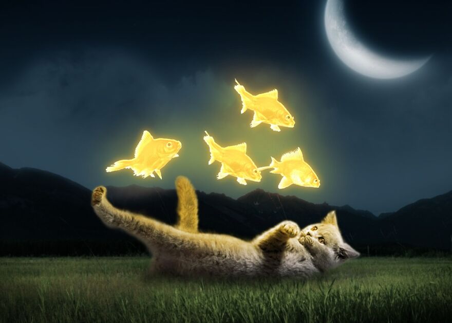 Literal Floating Goldfishes