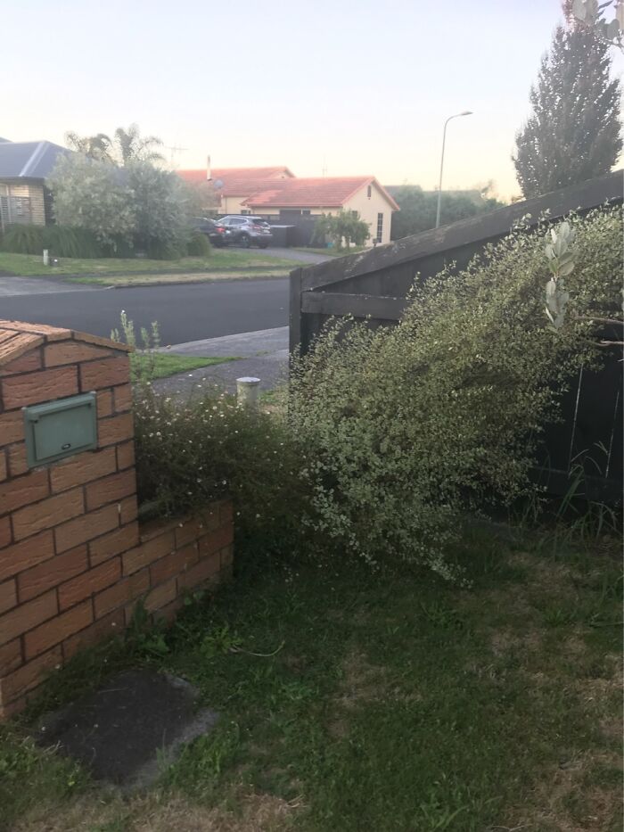 It Was A Bit Windy In Hamilton In The Weekend, And This Small Tree Blew Over