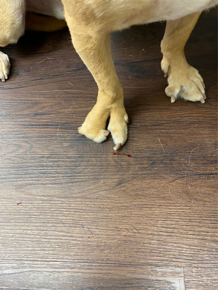This Dog’s Deformed Clinic At The Clinic I Work At