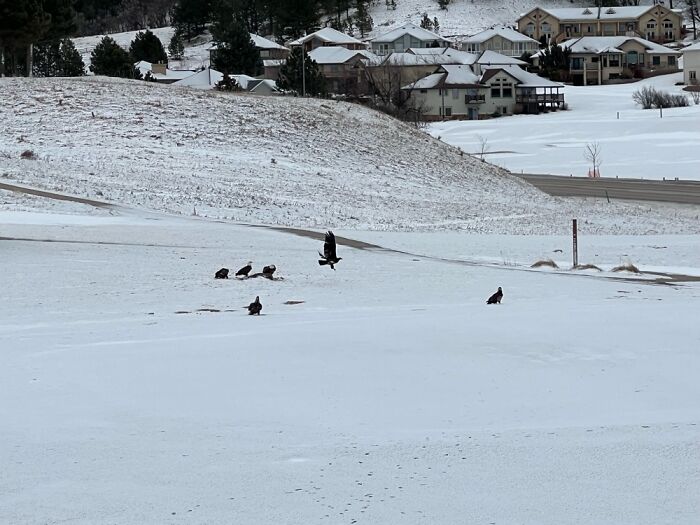 Eagles At The Golf Course Eating A Dead Deer