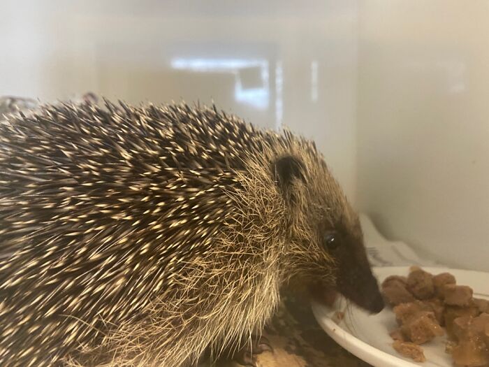 I Volunteer At The Hedgehog Rescue, Here’s Simon