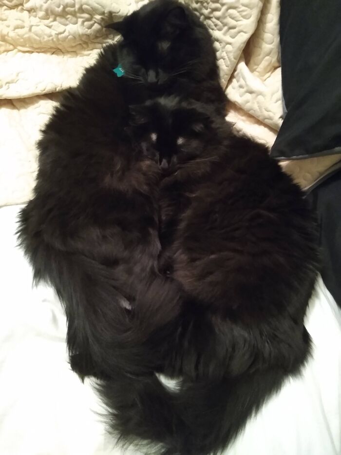 Kitty Love! Litter Mates Axl And Lily.