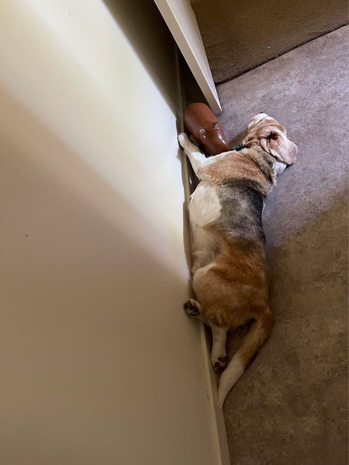 My Beagle Napping With The Hippo Door Stop. We Call It His Emotional Support Hippo