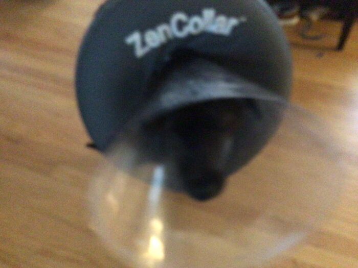 This Is Nala She Caught Her Tail In The Door And She Managed To Get To It In 2 Cones