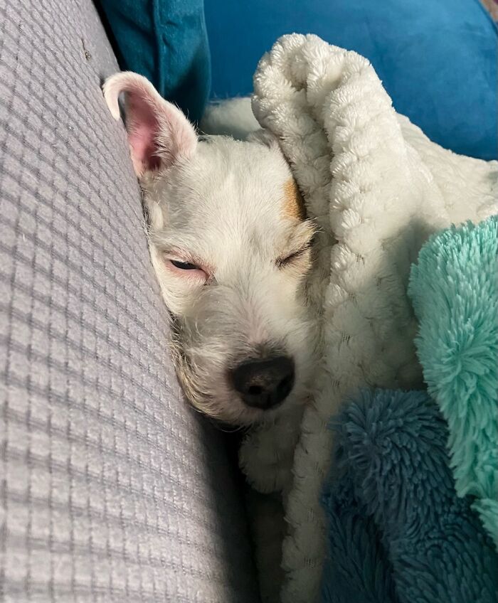 Been Sharing Our Cats A Lot Lately So Here’s My Jack Russell, Angel.