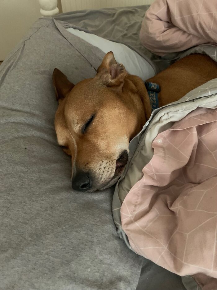 My Doggo Acting Like A Hooman