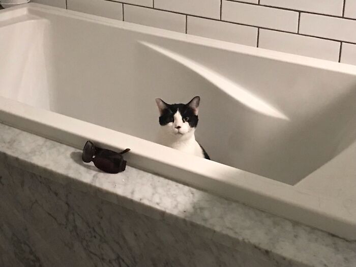 Little Cow “Hiding” In The Tub