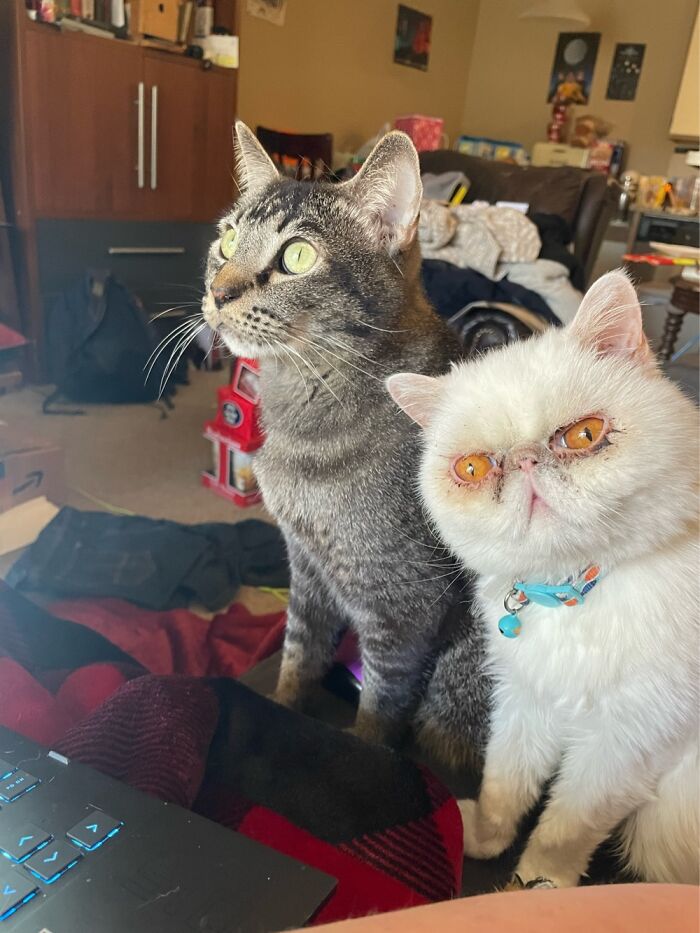 My Boys Dax (Left) And Bumble The Yeti (Right) They Were Hunting Birbs