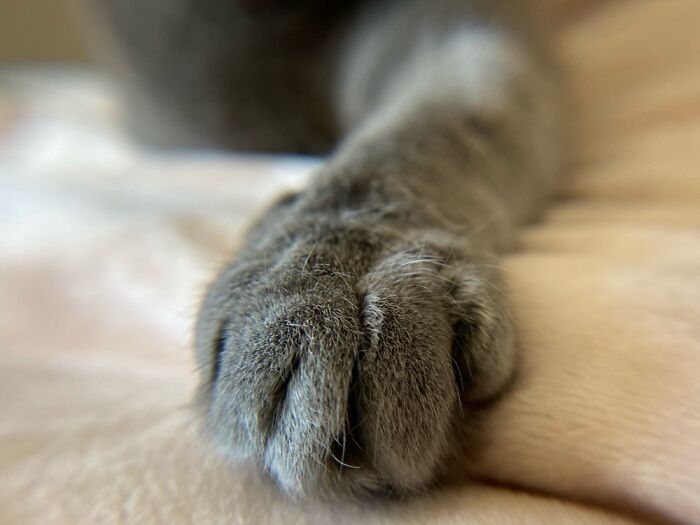 My Cats Paw