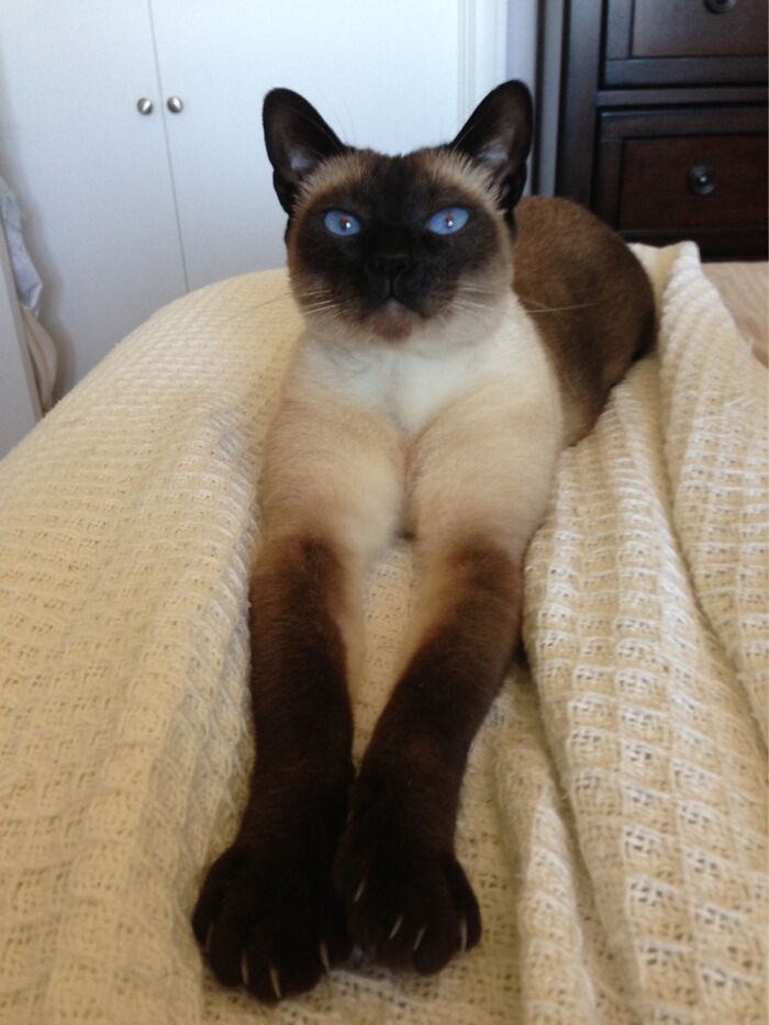 Pax Chillin’ (Tonkinese)
