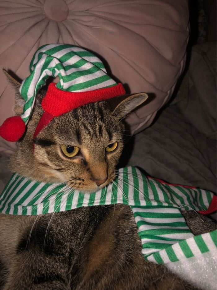 Rosie’s An Angry Elf.