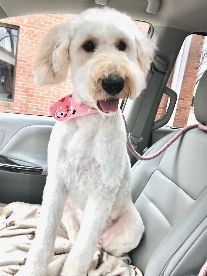 This Is Salty The Goldendoodle Pup