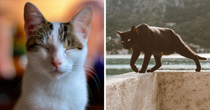 ‘Did You Know’: 30 Facts About Cats That You Might Not Have Heard Of
