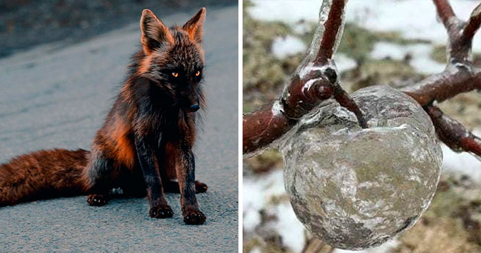 20 Datos interesantes sobre prácticamente todo lo que no sabías, compartidos por «Fact Point»