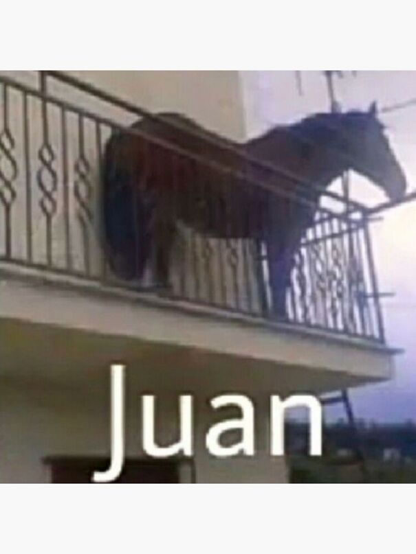 juan-horse-621c94909c721.jpg