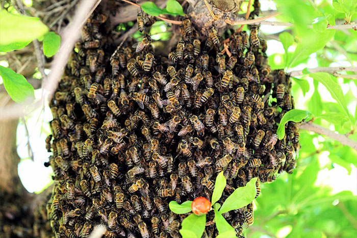 Cómo sobrevivir a la persecución de un enjambre de abejas