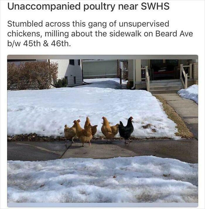 “Unaccompanied Poultry” On The City Sidewalk