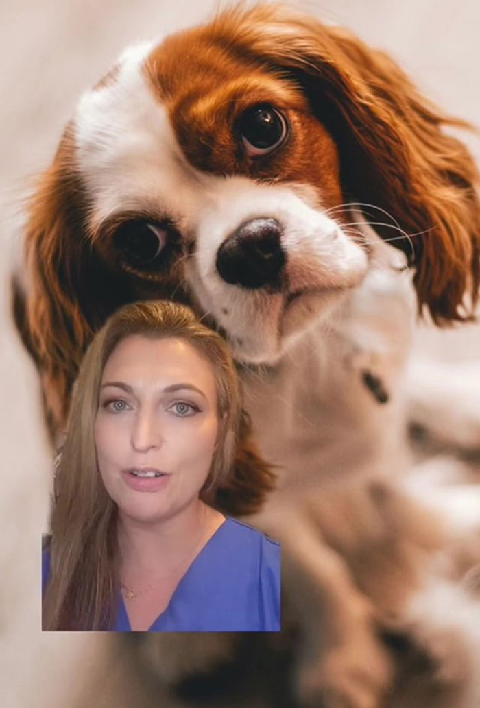 Veterinarian Goes To TikTok To Explain The Deal With Norway Banning The Breeding Of English Bulldogs And Cavalier King Charles Spaniels