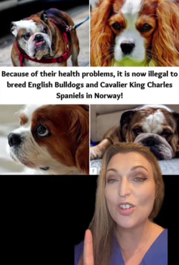 Veterinarian Goes To TikTok To Explain The Deal With Norway Banning The Breeding Of English Bulldogs And Cavalier King Charles Spaniels