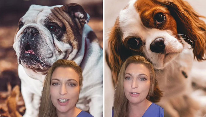 Veterinarian Goes To TikTok To Explain The Deal With Norway Banning The Breeding Of English Bulldogs And Cavalier King Charles Spaniels
