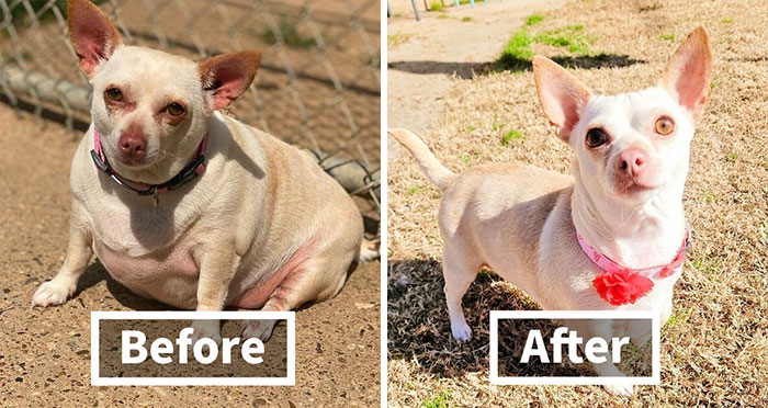 This Chihuahua Was Left In A Shelter To Be Euthanized Because Of Her Weight