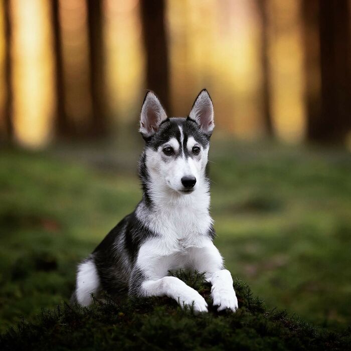 My Most Favorite Pics Since I Started Dog Photography ( 35 Pics )