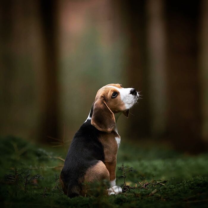 My Most Favorite Pics Since I Started Dog Photography ( 35 Pics )