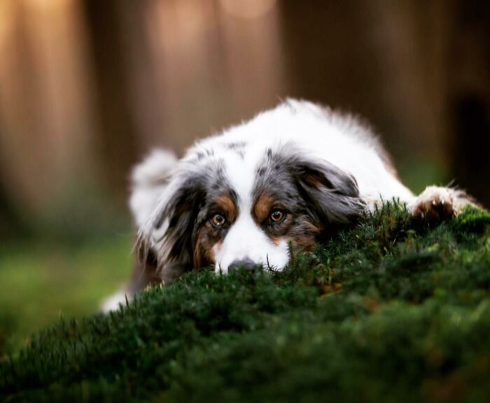 My Most Favorite Pics Since I Started Dog Photography ( 35 Pics )