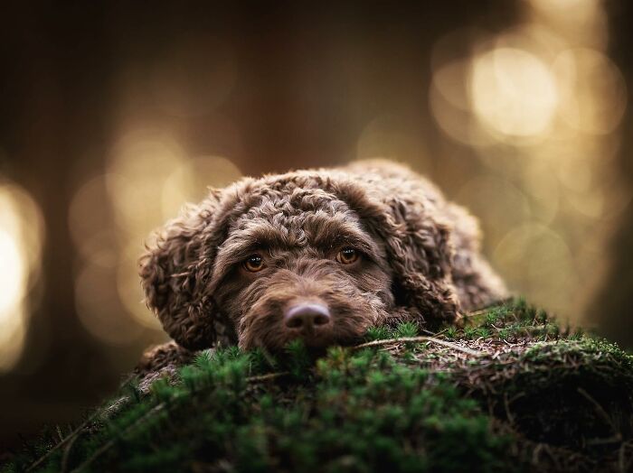 My Most Favorite Pics Since I Started Dog Photography ( 35 Pics )